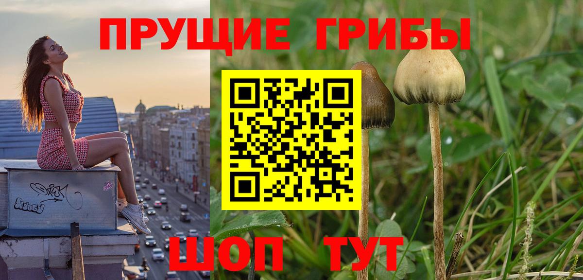 Людиново  Псилоцибиновые грибы ЛСД  Вход с VPN 